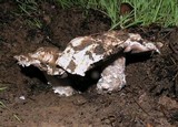 Agaricus bitorquis image