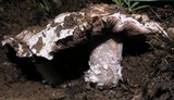 Agaricus bitorquis image