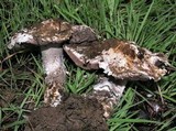 Agaricus bitorquis image