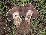 Agaricus bitorquis image