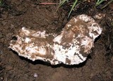 Agaricus bitorquis image