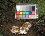 Agaricus bitorquis image