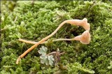 Rickenella fibula image