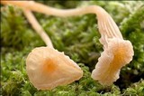 Rickenella fibula image