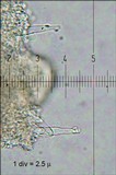 Rickenella fibula image