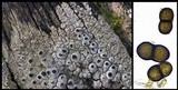 Thelomma occidentale image