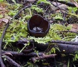 Pseudoplectania melaena image