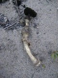 Agaricus zelleri image