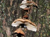 Lentinellus ursinus image