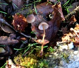 Mycena californiensis image