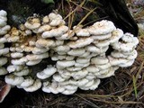 Fomitopsis spraguei image