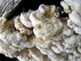 Fomitopsis spraguei image