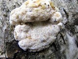 Fomitopsis spraguei image
