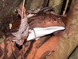Ganoderma australe image