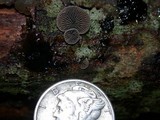 Resupinatus applicatus image