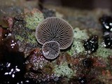 Resupinatus applicatus image
