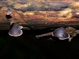 Resupinatus applicatus image