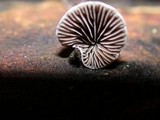 Resupinatus applicatus image