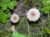 Contumyces rosellus image