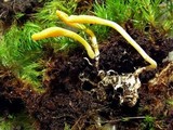 Cordyceps militaris image