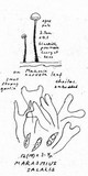 Marasmius salalis image