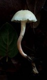 Hygrocybe russocoriacea image