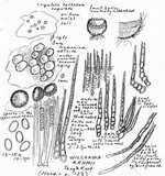 Wilcoxina rehmii image