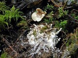 Clitocybe sclerotoidea image