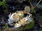 Clitocybe sclerotoidea image