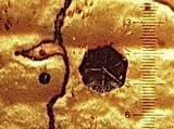 Coccomyces dentatus image