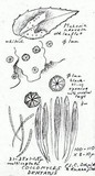 Coccomyces dentatus image