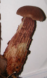 Frostiella russellii image