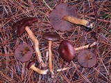 Cortinarius smithii image