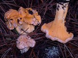 Cantharellus roseocanus image