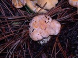 Cantharellus roseocanus image