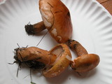 Tricholoma aurantium image