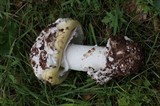 Amanita vernicoccora image