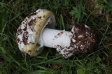 Amanita vernicoccora image