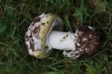 Amanita vernicoccora image