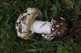 Amanita vernicoccora image
