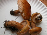 Tricholoma aurantium image
