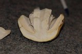 Amanita vernicoccora image