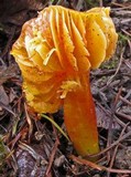 Hygrocybe punicea image