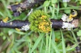 Xanthomendoza hasseana image