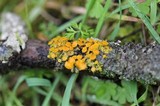 Xanthomendoza hasseana image
