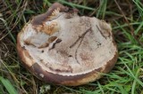 Ganoderma polychromum image