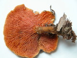 Hygrophoropsis aurantiaca image