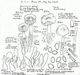 Psathyrella ammophila image