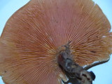 Hygrophoropsis aurantiaca image