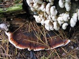 Fomitopsis spraguei image